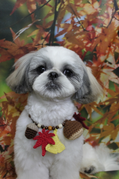 千葉県松戸市のシーズーのトリミング画像