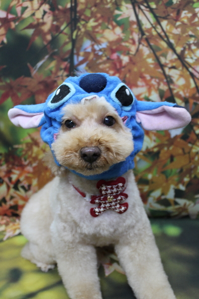 千葉県船橋市のトイプードルのトリミング画像