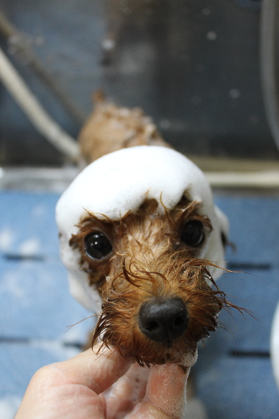 千葉県船橋市のトイプードルのシャンプー画像