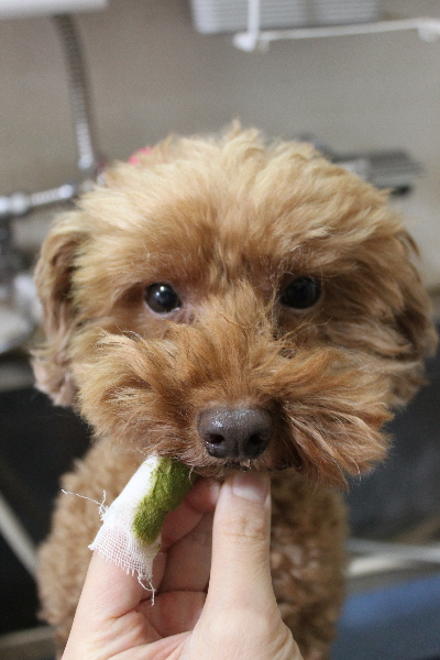 千葉県船橋市のトイプードルの歯磨き画像