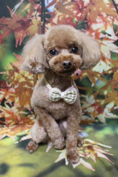 千葉県鎌ケ谷市のトイプードルのトリミング画像