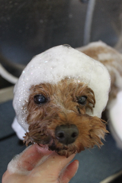 千葉県船橋市のトイプードルのシャンプー画像