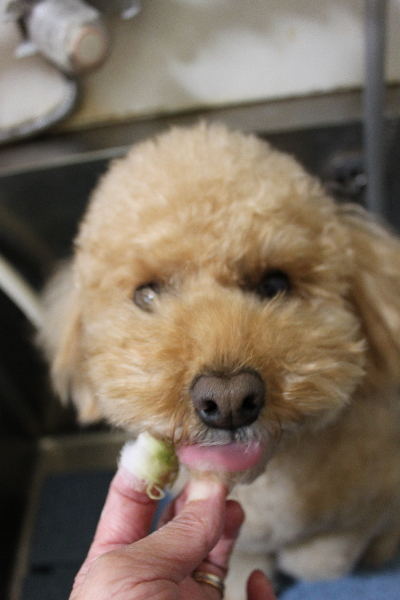 千葉県佐倉市のトイプードルの歯磨き画像
