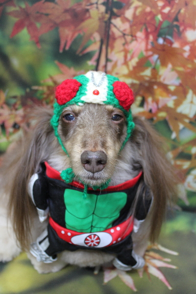 千葉県松戸市のミニチュアダックスのトリミング画像