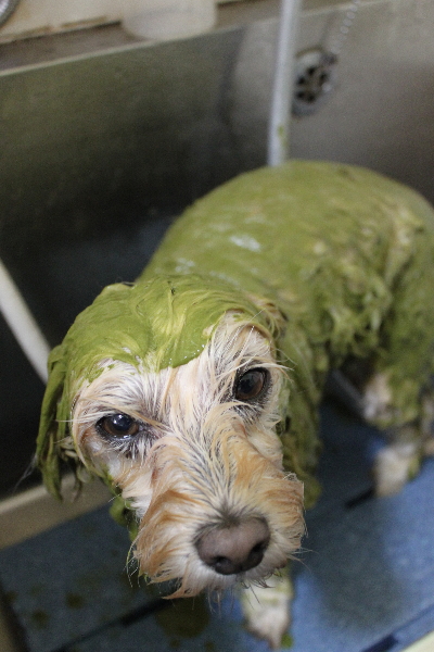 千葉県鎌ケ谷市のミックス犬のハーブパック画像