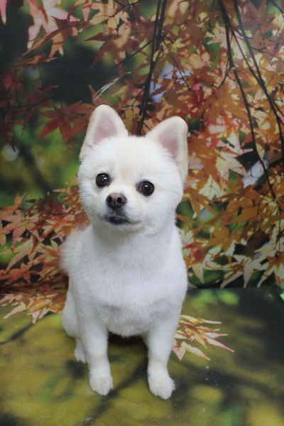 東京都港区のポメラニアンのトリミング画像