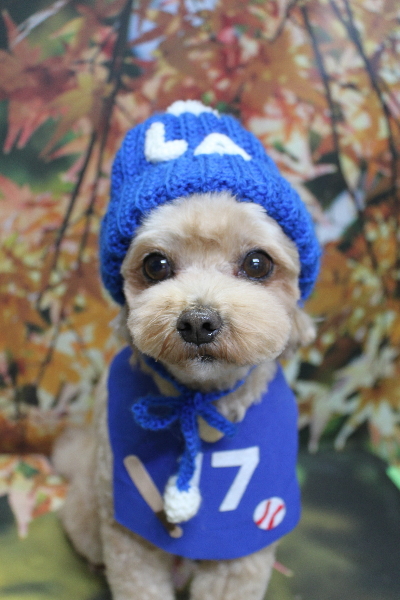 千葉県船橋市のミックス犬のトリミング画像