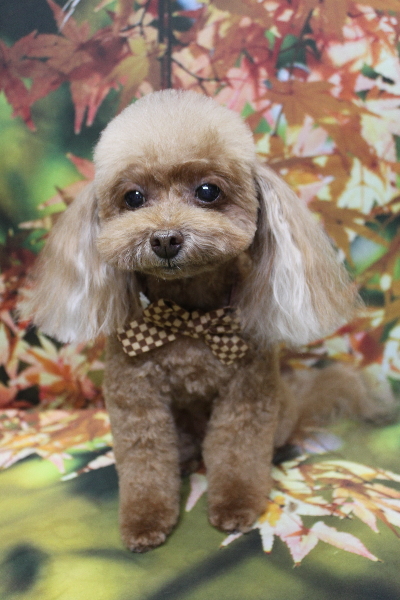 千葉県船橋市のトイプードルのトリミング画像