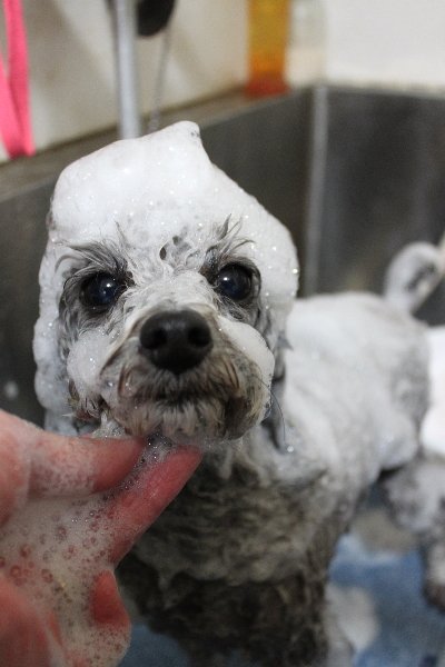 千葉県船橋市のトイプードルのシャンプー画像