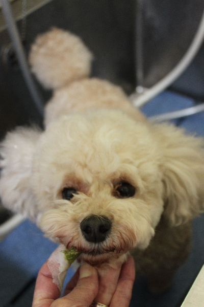 千葉県鎌ケ谷市のトイプードルの歯磨き画像