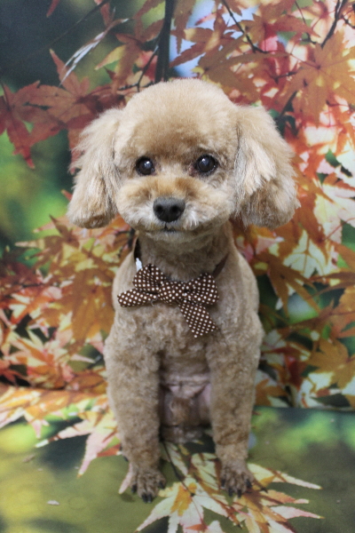 千葉県鎌ヶ谷市のトイプードルのトリミング画像