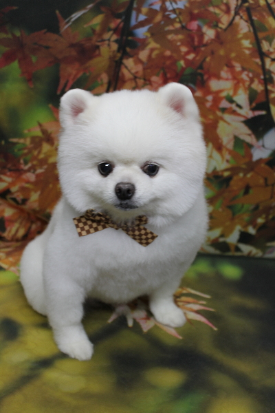 千葉県船橋市のポメラニアンのトリミング画像