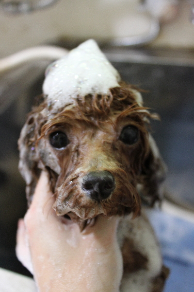 千葉県船橋市のトイプードルのシャンプー画像