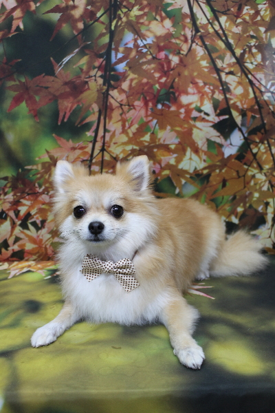 千葉県船橋市のミックス犬のトリミング画像