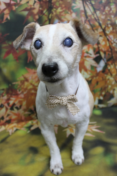 千葉県船橋市のジャックラッセルのトリミング画像