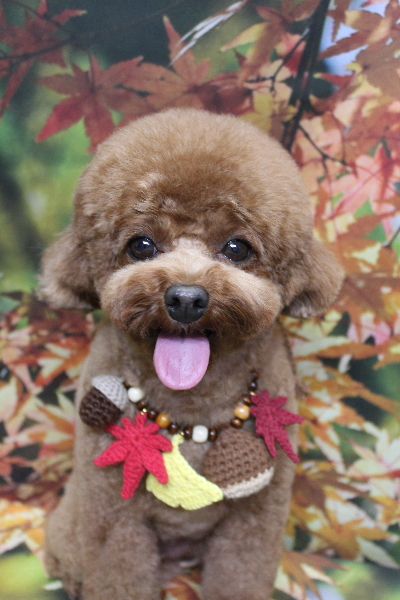 千葉県鎌ケ谷市トイプードルのトリミング画像