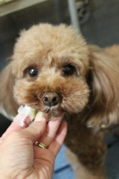 千葉県鎌ヶ谷市のトイプードルの歯磨き画像