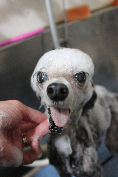 千葉県船橋市のトイプードルのシャンプー画像