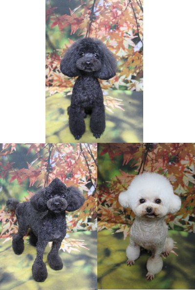 トイプードルブリーダーの成犬、トリミング画像