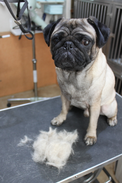 千葉県鎌ケ谷市のパグのトリミング前画像