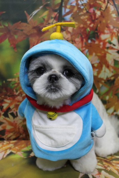 千葉県松戸市のシーズーのトリミング画像