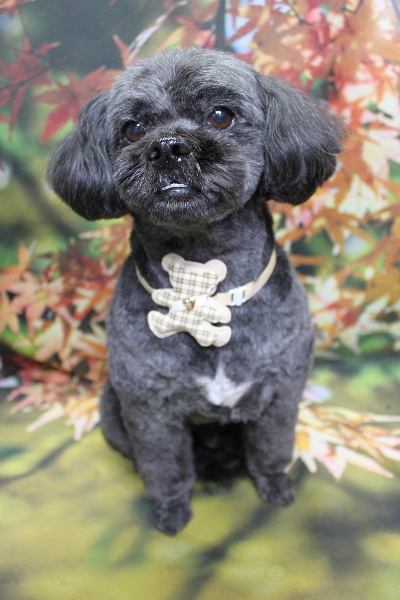 千葉県船橋市ミックス犬のトリミング画像