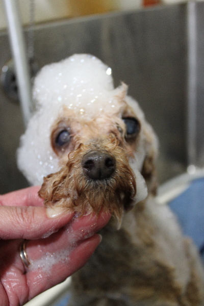 千葉県船橋市のトイプードルのシャンプー画像