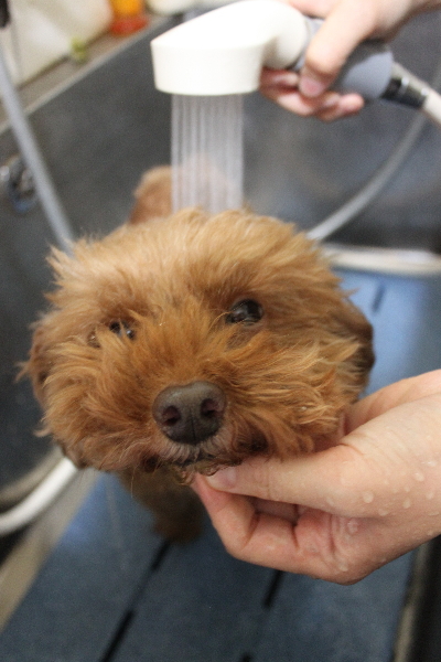 千葉県船橋市のトイプードルのオゾンシャワー画像