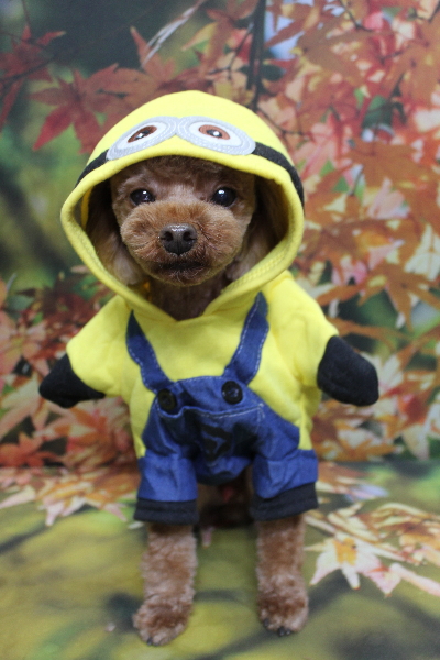 千葉県鎌ケ谷市のトイプードルのトリミング画像