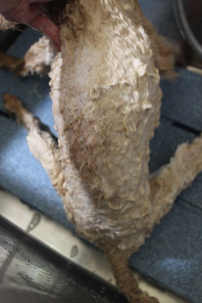 千葉県船橋市のトイプードルのシャンプー画像