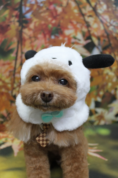 千葉県船橋市のトイプードルのトリミング画像