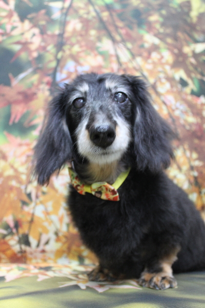 千葉県鎌ヶ谷市のミニチュアダックスのトリミング画像