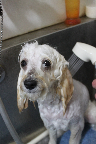 千葉県松戸市のトイプードルのオゾンシャワー画像