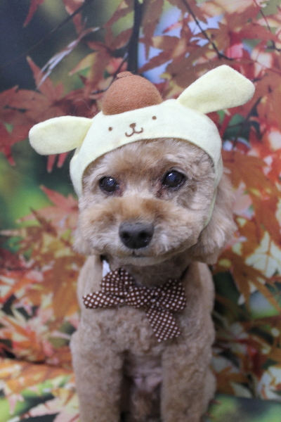 千葉県鎌ヶ谷市のトイプードルのトリミング画像