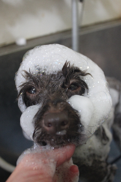 千葉県市川市のトイプードルのシャンプー画像