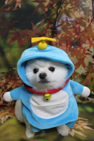 千葉県船橋市のポメラニアンのトリミング画像