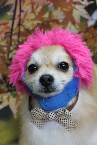 千葉県船橋市のミックス犬のトリミング画像