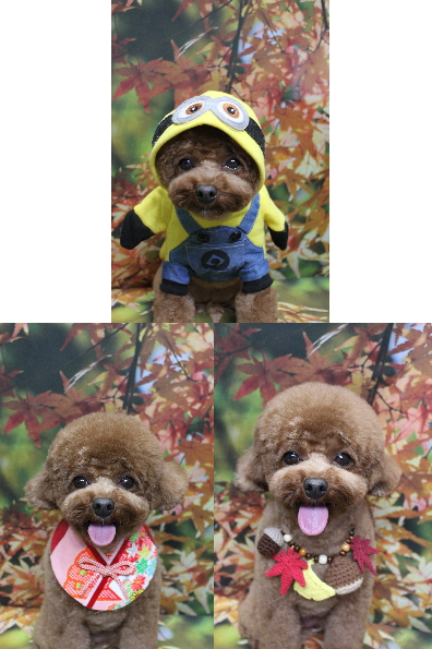 千葉県鎌ケ谷市トイプードルのトリミング画像