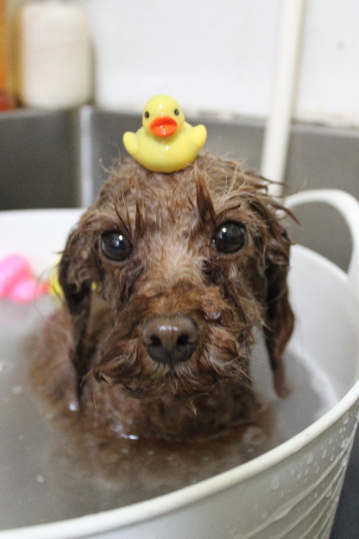 千葉県鎌ヶ谷市のトイプードルの炭酸泉画像