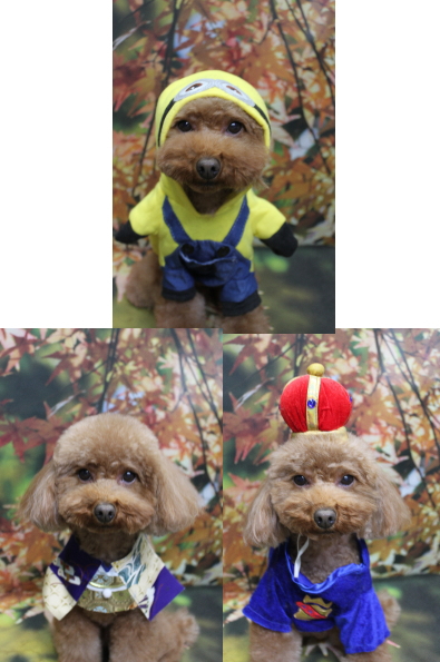 千葉県市川市のトイプードルのトリミング画像