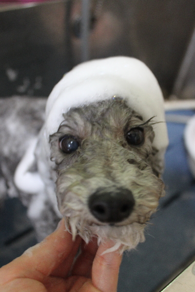 千葉県船橋市のトイプードルのシャンプー画像