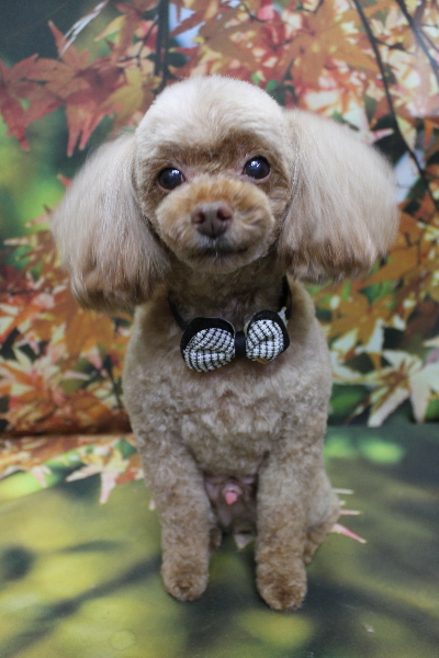 千葉県船橋市のトイプードルのトリミング画像