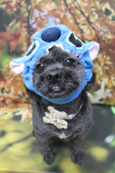 千葉県船橋市ミックス犬のトリミング画像