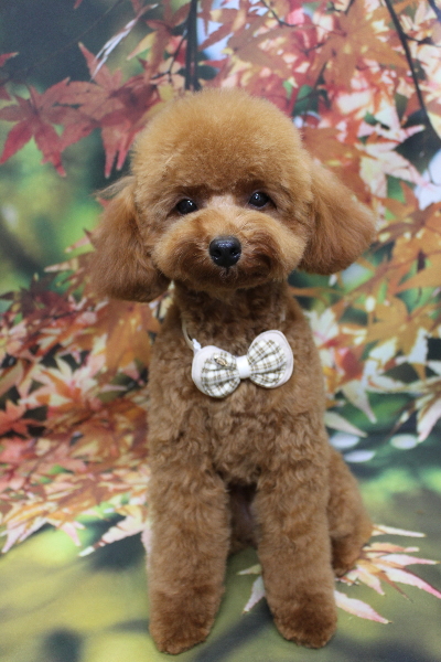 千葉県船橋市のトイプードルのトリミング画像