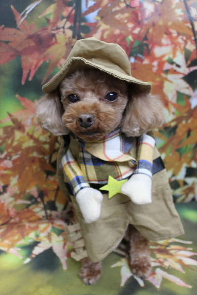 千葉県鎌ケ谷市のトイプードルのトリミング画像