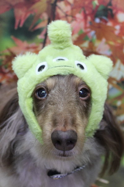 千葉県松戸市のミニチュアダックスのトリミング画像