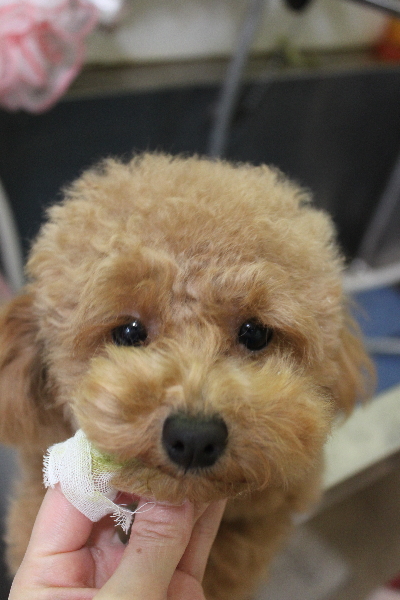 千葉県松戸市のトイプードルの歯磨き画像