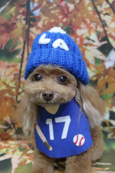 千葉県船橋市のトイプードルのトリミング画像