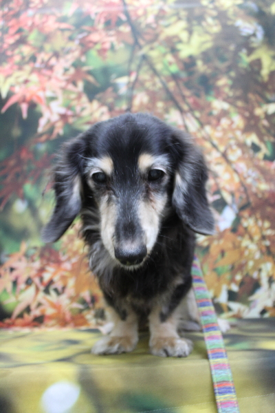 千葉県鎌ヶ谷市のミニチュアダックスのトリミング前画像