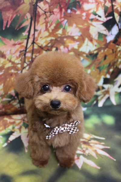 千葉県鎌ケ谷市トイプードルのトリミング画像